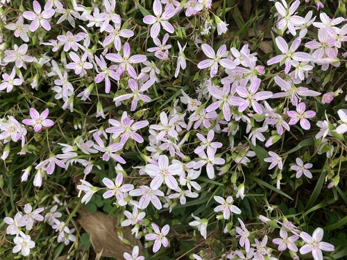 Claytonia virginica (Virginia Springbeauty)