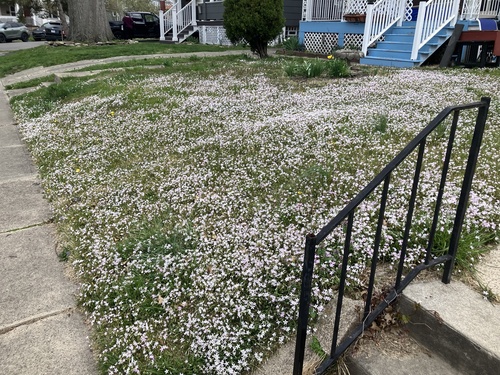 Claytonia virginica (Virginia Springbeauty)