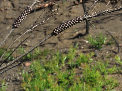 Melaleuca linearis (Narrow-leaved Bottlebrush) (alternate view 5)