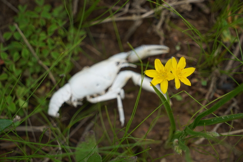 Hypoxis hirsuta (yellow star grass) (alternate view 2)