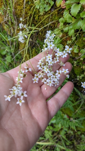 Micranthes californica (California Saxifrage) (alternate view 4)