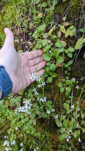 Micranthes californica (California Saxifrage) (alternate view 5)