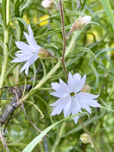 Lithophragma affine (San Francisco woodland-star) (alternate view 4)