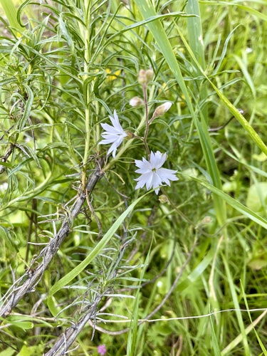 Lithophragma affine (San Francisco woodland-star) (alternate view 5)