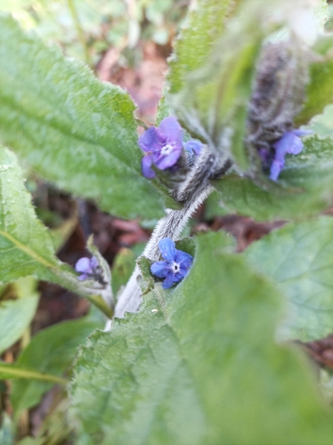 Pentaglottis sempervirens (Green Alkanet)