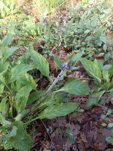 Pentaglottis sempervirens (Green Alkanet)