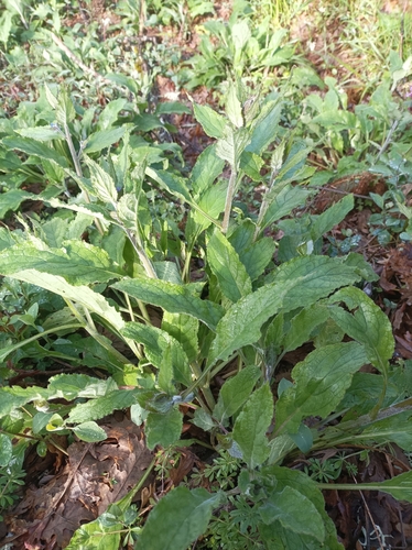 Pentaglottis sempervirens (Green Alkanet)