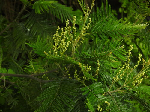 Acacia mearnsii (black wattle) (alternate view 10)