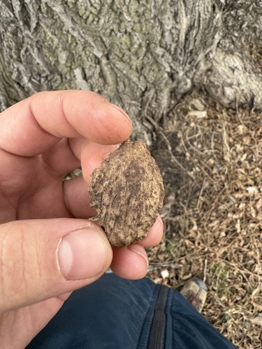 Juglans cinerea (Butternut) (alternate view 2)