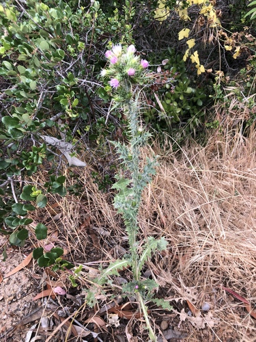 Carduus tenuiflorus (slenderflower thistle) (alternate view 2)