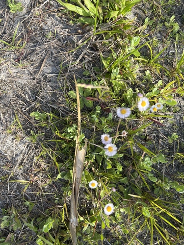 Erigeron quercifolius (oakleaf fleabane) (alternate view 9)