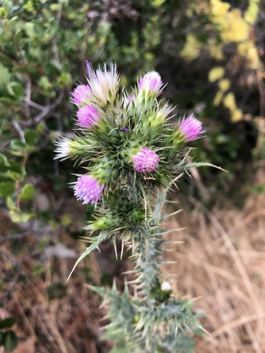 Carduus tenuiflorus (slenderflower thistle)