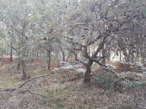Banksia integrifolia (Coastal Banksia) (alternate view 8)