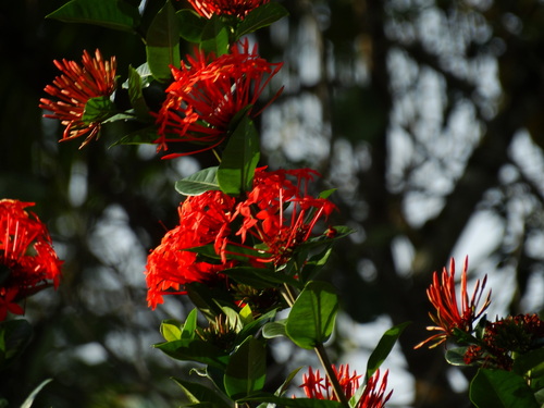 Ixora coccinea (Jungle flame)