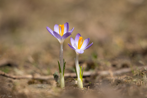 Crocus tommasinianus (Tommasini's Crocus) (alternate view 4)