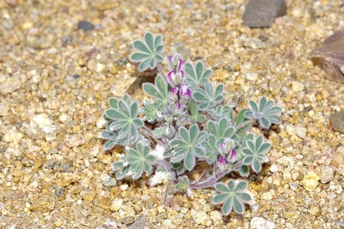 Lupinus concinnus (bajada lupine) (alternate view 6)