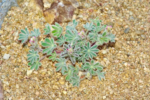 Lupinus concinnus (bajada lupine) (alternate view 7)