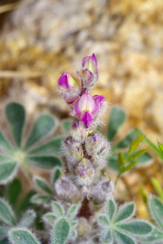 Lupinus concinnus (bajada lupine) (alternate view 8)