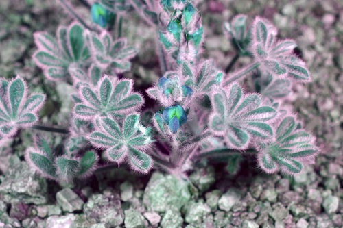 Lupinus concinnus (bajada lupine) (alternate view 9)