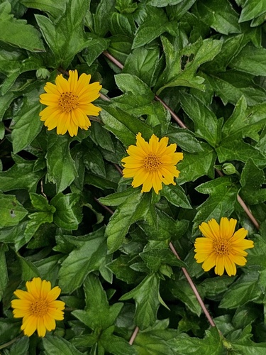 Sphagneticola trilobata (Trailing Daisy)