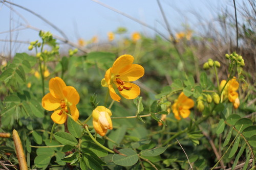 Senna (sennas) (alternate view 3)