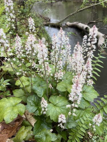 Tiarella cordifolia (Foamflower)