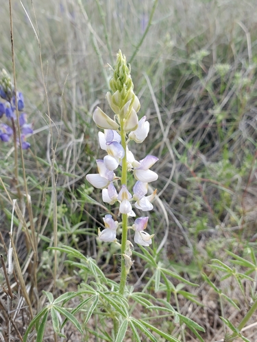 Lupinus sparsiflorus (Coulter's lupine) (alternate view 5)