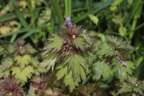 Lamium hybridum (cutleaf deadnettle)