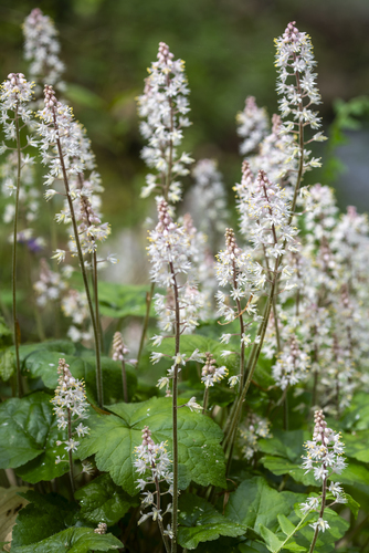 Tiarella cordifolia (Foamflower)