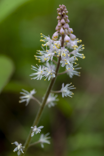 Tiarella cordifolia (Foamflower)