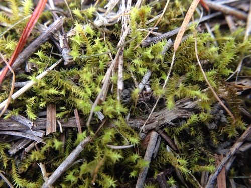 Triquetrella papillata (alternate view 2)