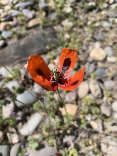 Papaver dubium (Long-headed poppy)