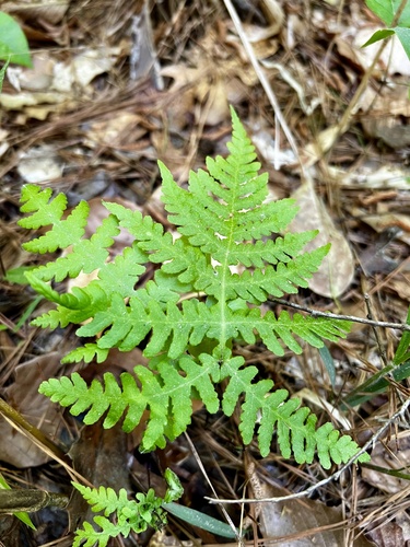 Phegopteris hexagonoptera (broad beech fern)