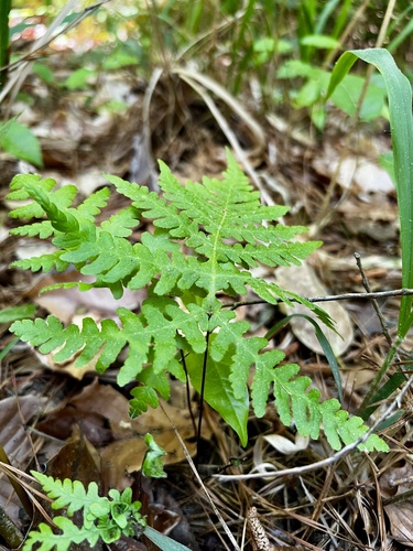 Phegopteris hexagonoptera (broad beech fern) (alternate view 2)