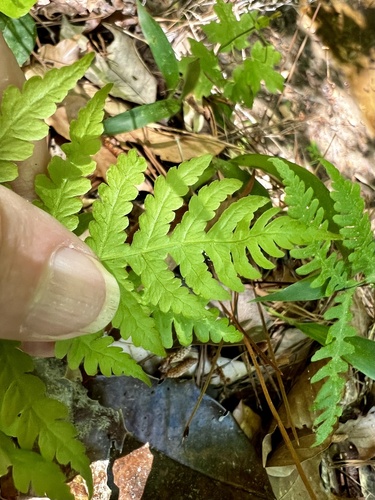 Phegopteris hexagonoptera (broad beech fern) (alternate view 3)