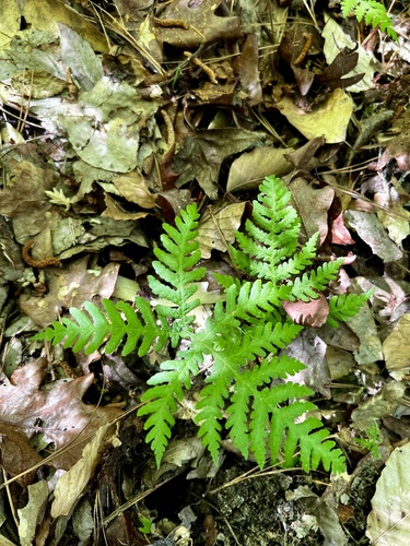 Phegopteris hexagonoptera (broad beech fern) (alternate view 4)