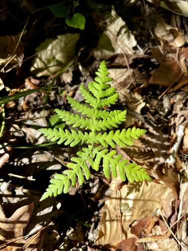 Phegopteris hexagonoptera (broad beech fern) (alternate view 5)