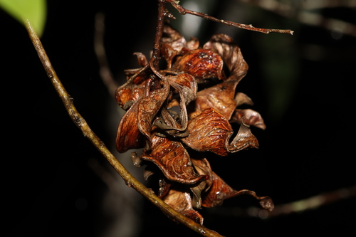Acacia disparrima (Southern Salwood)