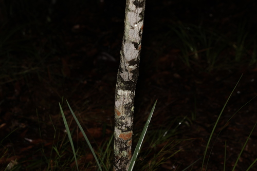 Acacia disparrima (Southern Salwood) (alternate view 3)