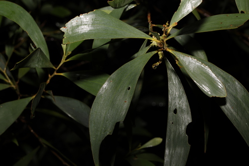 Acacia disparrima (Southern Salwood) (alternate view 2)