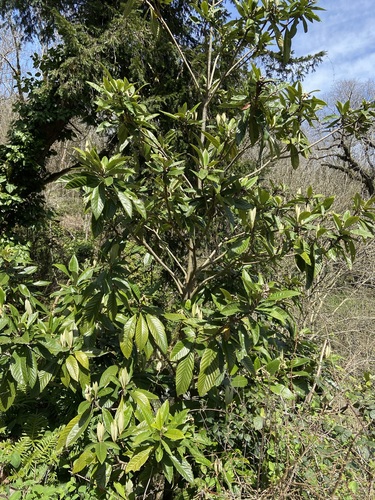 Eriobotrya japonica (Loquat)