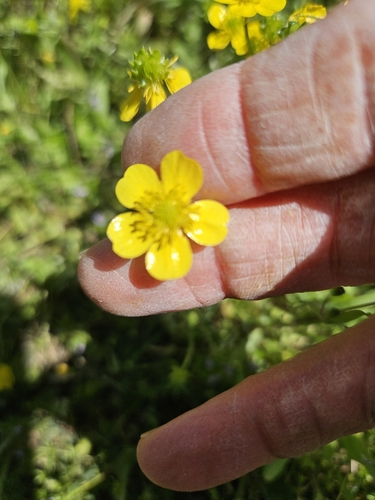 Ranunculus sardous (hairy buttercup) (alternate view 7)