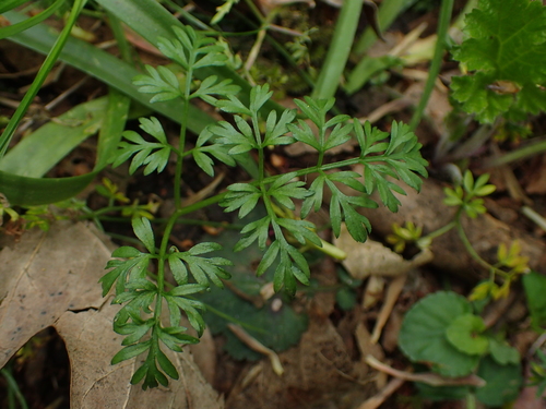 Conopodium majus (Pignut)