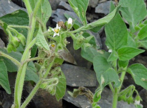 Solanum physalifolium (hairy nightshade)