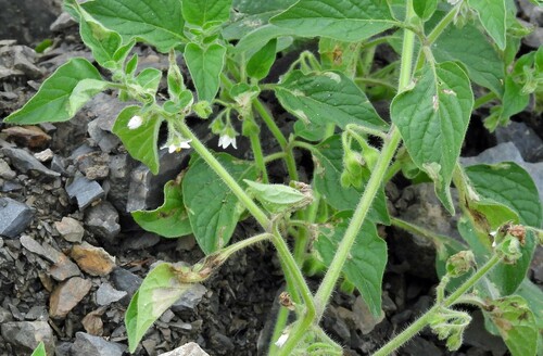 Solanum physalifolium (hairy nightshade) (alternate view 2)