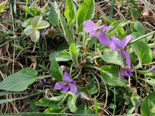 Viola hirta (Hairy Violet)