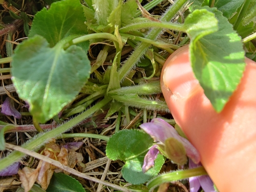 Viola hirta (Hairy Violet)