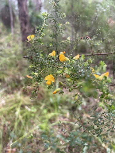 Pultenaea villosa (Hairy Bush-pea) (alternate view 4)