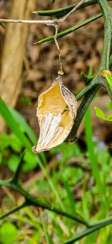Gonolobus suberosus (Anglepod) (alternate view 2)