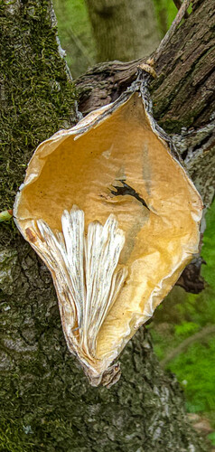 Gonolobus suberosus (Anglepod) (alternate view 4)
